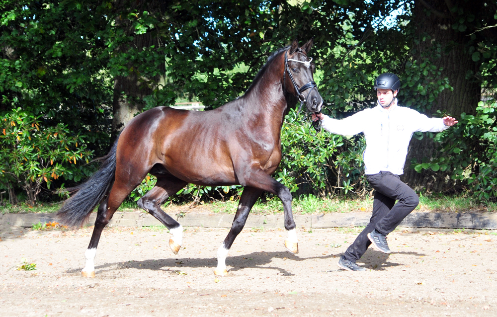 Hengst v. Saint Cyr u.d. Pr.St. Schwalbenland by Touch my Heart - 
Foto: Beate Langels
