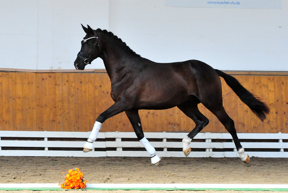 Hengst v. Saint Cyr u.d. Pr.St. Schwalbenland by Touch my Heart - 
Foto: Beate Langels
