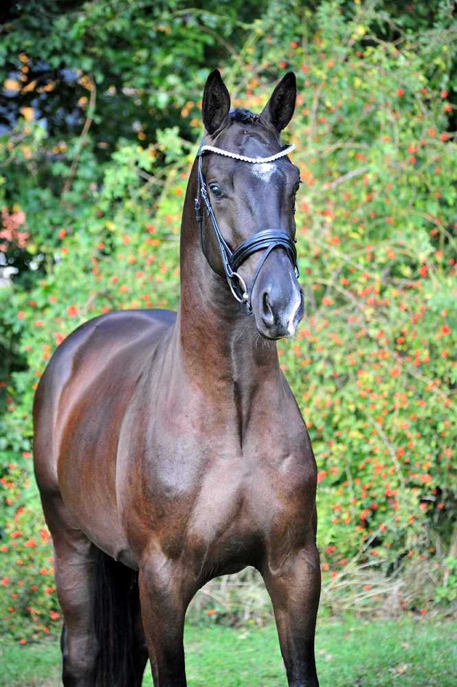 Hengst v. Saint Cyr u.d. Pr.St. Schwalbenland by Touch my Heart - 
Foto: Beate Langels