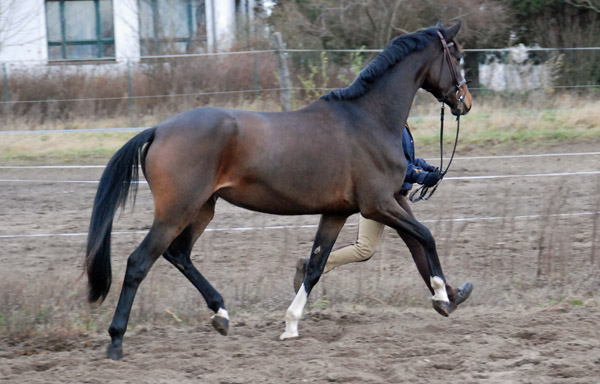 3-jhrige Trakehner Stute von Freudenfest u.d. Rominten v. Manrico, Foto: Ellen Hnoch