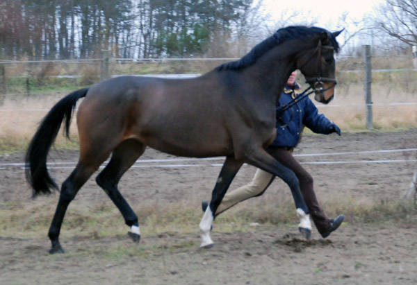 3-jhrige Trakehner Stute von Freudenfest u.d. Rominten v. Manrico, Foto: Ellen Hnoch