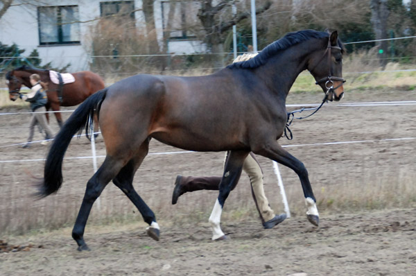 3-jhrige Trakehner Stute von Freudenfest u.d. Rominten v. Manrico, Foto: Ellen Hnoch