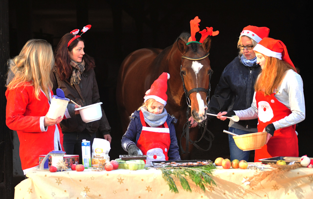 Kacyro in der Hmelschenburger Weihnachtsbckerei  - Beate Langels Gestt Hmelschenburg