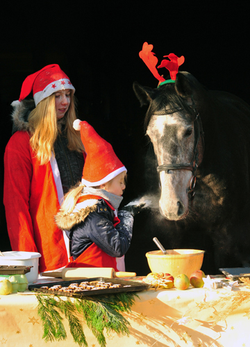 Tea and Sugar in der Weihnachtsbckerei des Gestt  Hmelschenburg - Beate Langels Gestt Hmelschenburg