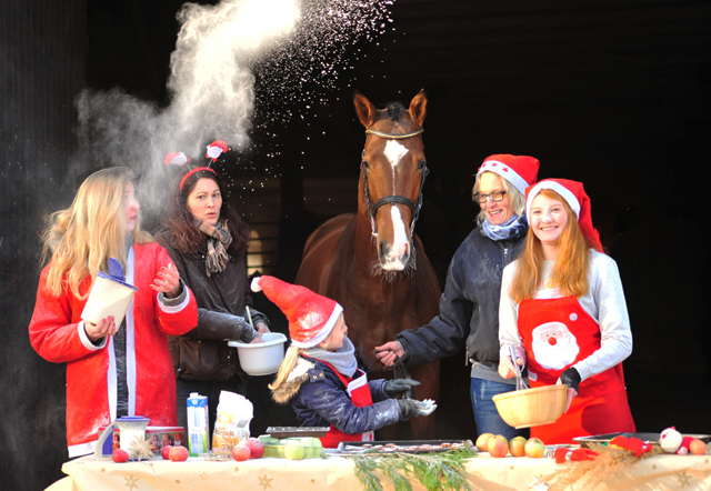 Kacyro in der Hmelschenburger Weihnachtsbckerei  - Beate Langels Gestt Hmelschenburg