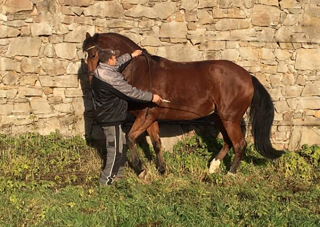 5-jhrige Trakehner Stute Kabriola - Trakehner Gestt Hmelschenburg - Beate Langels