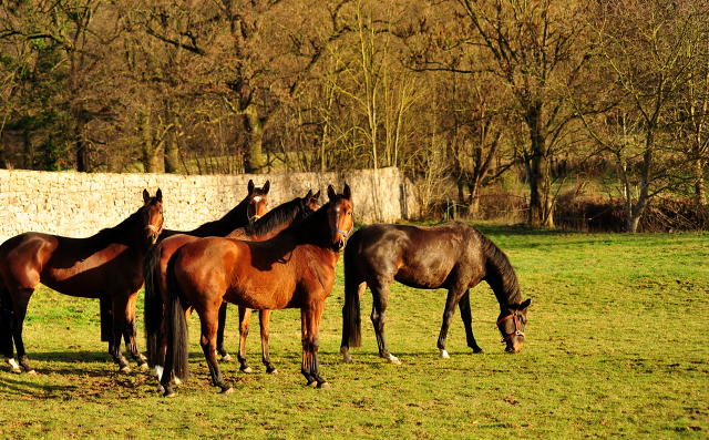 Unsere 3-5jhrigen Stuten - Trakehner Gestt Hmelschenburg - Beate Langels