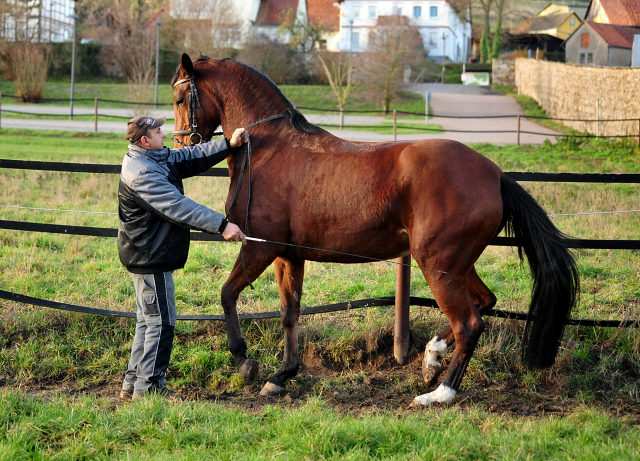 5-jhrige Trakehner Stute Kabriola - Trakehner Gestt Hmelschenburg - Beate Langels