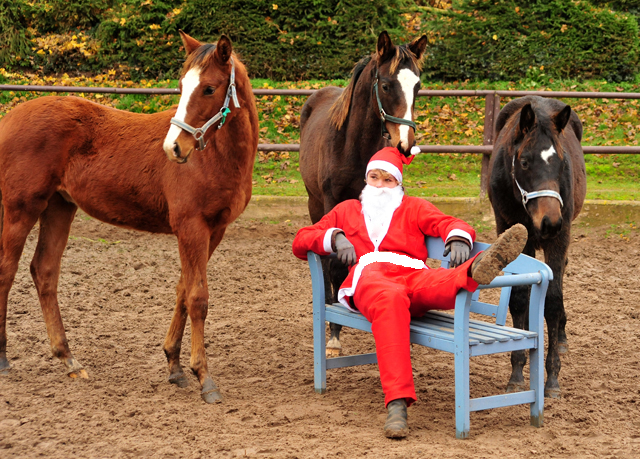 6. Dezember 2019 - der Nikolaus ist zu Gast in Hmelschenburg - Trakehner Gestt Hmelschenburg - Beate Langels