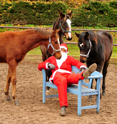 6. Dezember 2019 - der Nikolaus ist zu Gast in Hmelschenburg - Trakehner Gestt Hmelschenburg - Beate Langels