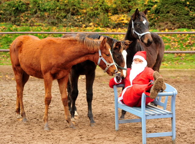 6. Dezember 2019 - der Nikolaus ist zu Gast in Hmelschenburg - Trakehner Gestt Hmelschenburg - Beate Langels