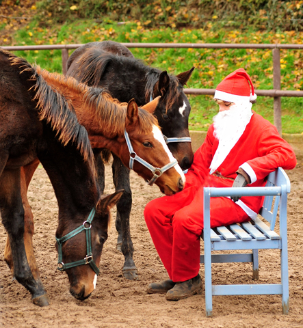 6. Dezember 2019 - der Nikolaus ist zu Gast in Hmelschenburg - Trakehner Gestt Hmelschenburg - Beate Langels