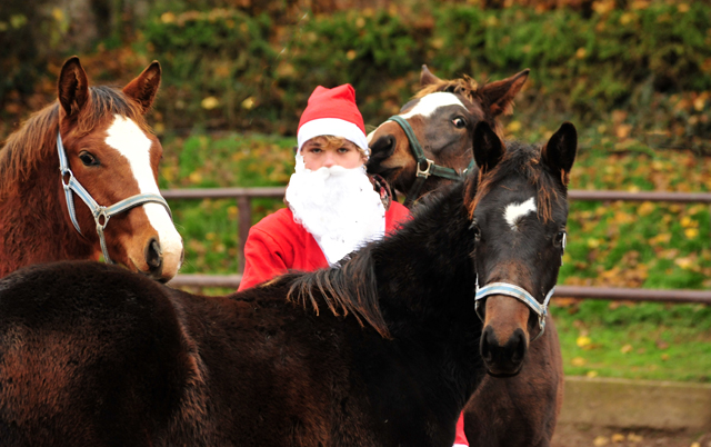 6. Dezember 2019 - der Nikolaus ist zu Gast in Hmelschenburg - Trakehner Gestt Hmelschenburg - Beate Langels