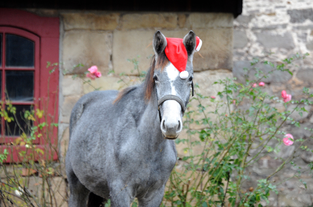 Tea at Five - 6. Dezember 2021 in Hmelschenburg  - Foto: Beate Langels - Trakehner Gestt Hmelschenburg