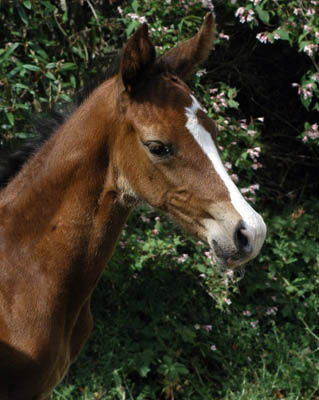 wenige Stunten alt: Stutfohlen von Saint Cyr 
u.d. Pr.St. Grace Note v. Alter Fritz - Gestt Schplitz - Foto: Richard Langels, Gestt Schplitz