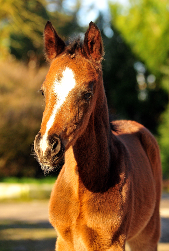 Trakehner Stutfohlen v. High Motion u.d. u.d. Pr.St. Hannah v. Freudenfest u.d. Elitestute Hekate v. Exclusiv - 
Foto: Beate Langels