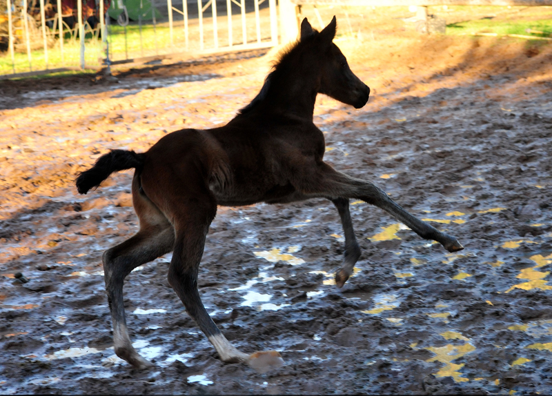 Trakehner Stutfohlen v. High Motion u.d. u.d. Pr.St. Hannah v. Freudenfest u.d. Elitestute Hekate v. Exclusiv - 
Foto: Beate Langels