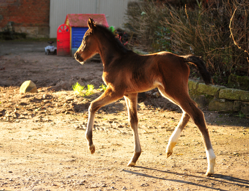 Trakehner Stutfohlen v. High Motion u.d. u.d. Pr.St. Hannah v. Freudenfest u.d. Elitestute Hekate v. Exclusiv - 
Foto: Beate Langels