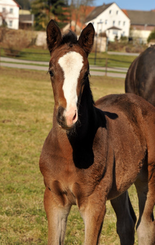 Stutfohlen von Grand Corazon u.d. Thirica v. Enrico Caruso - Trakehner Gestt Hmelschenburg