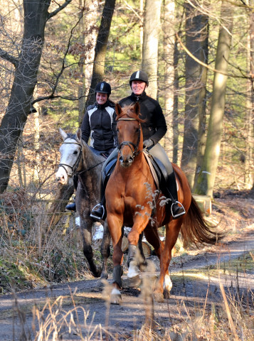 Rivergold v. Freudenfest und Tilly v. Leonidas - Trakehner Gestt Hmelschenburg