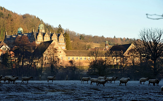 Trakehner Gestt Hmelschenburg