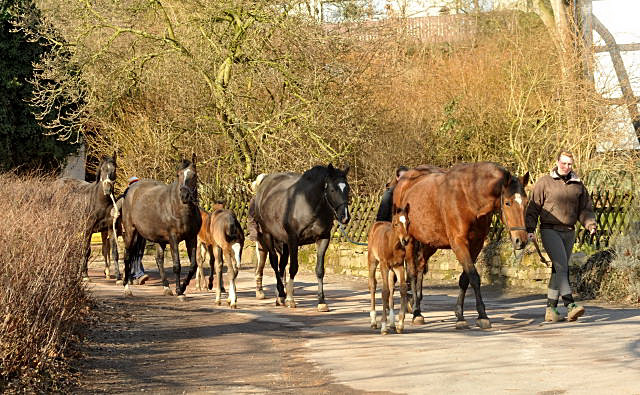 Stutfohlen von Grand Corazon u.d. Thirica v. Enrico Caruso - Trakehner Gestt Hmelschenburg