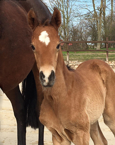 Stutfohlen von Zauberdeyk u.d. Pr.u.StPrSt. Katniss Everdeen v. Saint Cyr - Foto: Langels - Trakehner Gestt Hmelschenburg