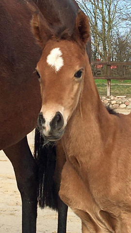 Stutfohlen von Zauberdeyk u.d. Pr.u.StPrSt. Katniss Everdeen v. Saint Cyr - Foto: Langels - Trakehner Gestt Hmelschenburg