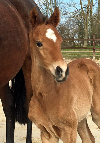 Stutfohlen von Zauberdeyk u.d. Pr.u.StPrSt. Katniss Everdeen v. Saint Cyr - Foto: Langels - Trakehner Gestt Hmelschenburg