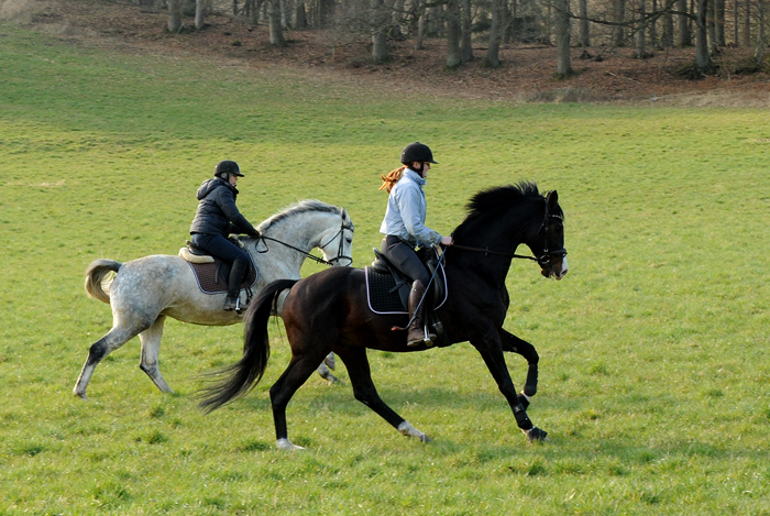 Pr.A. TeaCup v. Exclusiv x Summertime - 19. November 2021 in Hmelschenburg  - Foto: Beate Langels - Trakehner Gestt Hmelschenburg