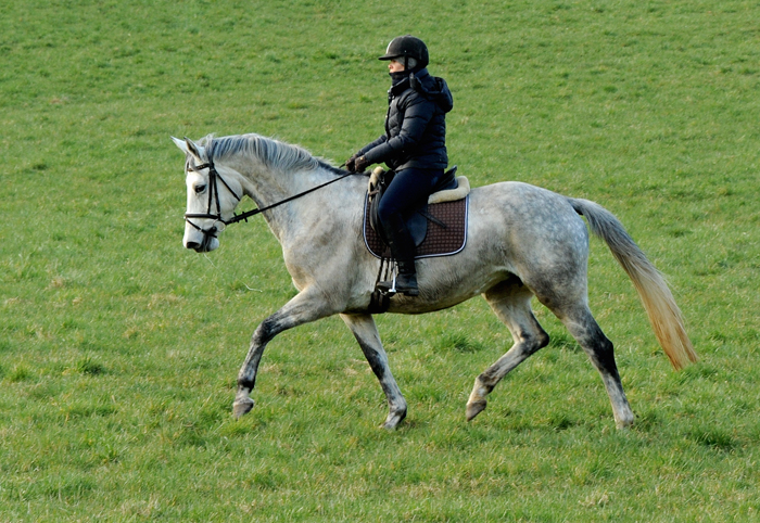 Pr.A. TeaCup v. Exclusiv x Summertime - 19. November 2021 in Hmelschenburg  - Foto: Beate Langels - Trakehner Gestt Hmelschenburg