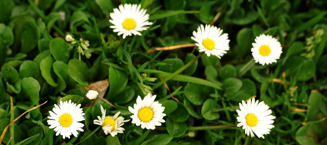 5. April 2016 im Trakehner Gestüt Hämelschenburg