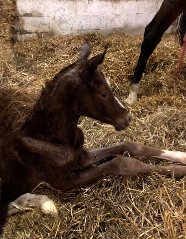 Trakehner Filly by High Motion out of Premiummare Karida by Oliver Twist - Foto: Beate Langels - Trakehner Gestt Hmelschenburg