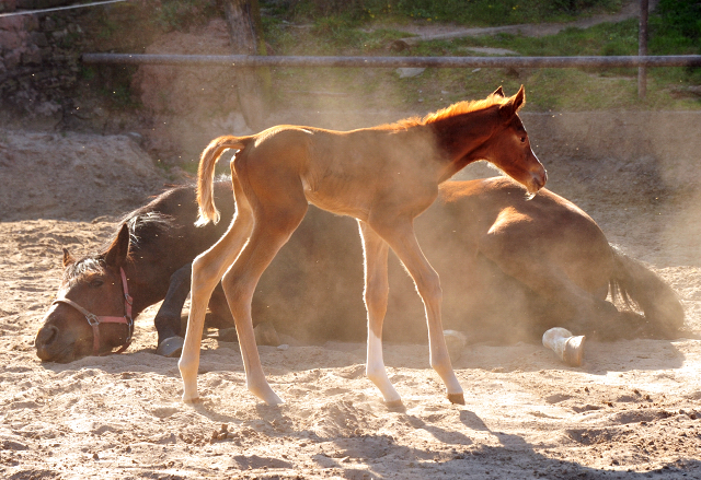 Stutfohlen von High Motion u.d. Pr.St. Karida v. Oliver Twist - Foto: Beate Langels - Trakehner Gestt Hmelschenburg