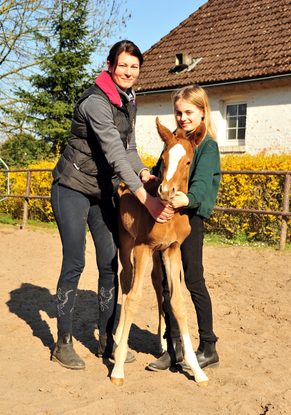 Stutfohlen von High Motion u.d. Pr.St. Karida v. Oliver Twist - Foto: Beate Langels - Trakehner Gestt Hmelschenburg