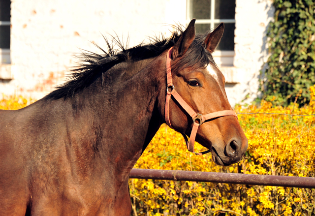 Pr.St. Karida v. Oliver Twist - Foto: Beate Langels - Trakehner Gestt Hmelschenburg