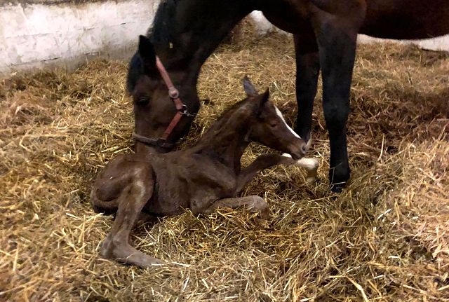 Trakehner Filly by High Motion out of Premiummare Karida by Oliver Twist - Foto: Beate Langels - Trakehner Gestt Hmelschenburg