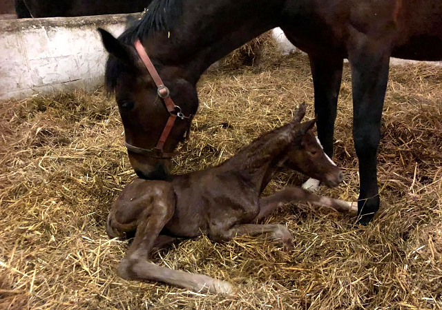 Trakehner Filly by High Motion out of Premiummare Karida by Oliver Twistb- Foto: Beate Langels - Trakehner Gestt Hmelschenburg