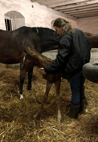 Stutfohlen von High Motion u.d. Pr.St. Karida v. Oliver Twist - Foto: Beate Langels - Trakehner Gestt Hmelschenburg