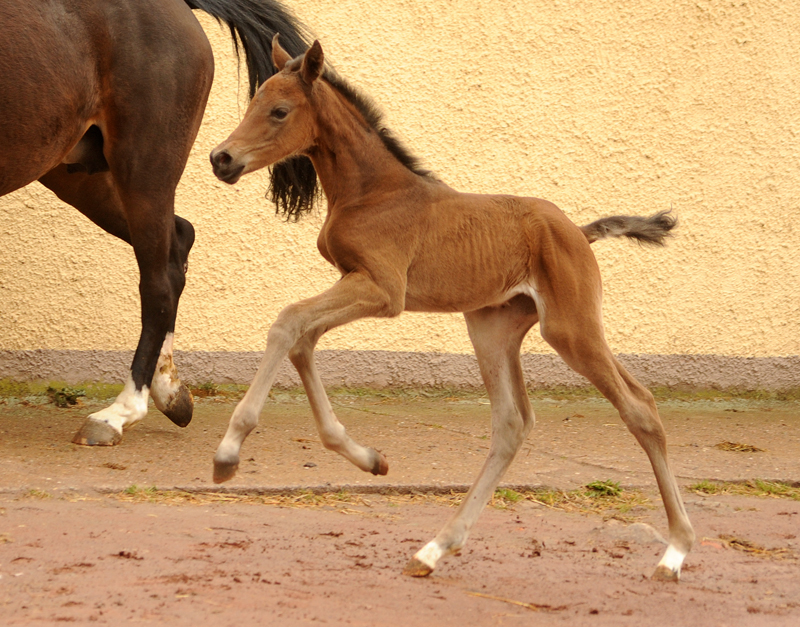 Trakehner Stutfohlen von Zauberdeyk u.d. Pr.A. Gabbana v. High Motion - Alter Fritz  - Gestt Hmelschenburg - Beate Langels