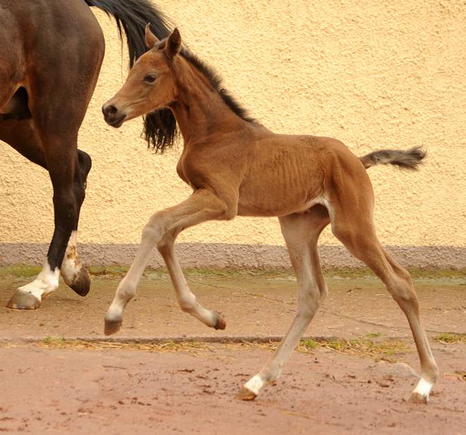 Gabbalina - Trakehner Stutfohlen von Zauberdeyk u.d. Pr.u.StPrSt. Gabbana v. High Motion - Alter Fritz  - Gestt Hmelschenburg - Beate Langels