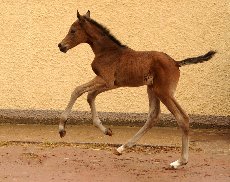 Trakehner Stutfohlen von Zauberdeyk u.d. Pr.A. Gabbana v. High Motion - Alter Fritz  - Gestt Hmelschenburg - Beate Langels