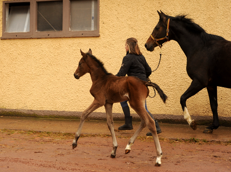 Trakehner Stutfohlen von Zauberdeyk u.d. Pr.St. Gabbana v. High Motion - Alter Fritz  - Gestt Hmelschenburg - Beate Langels