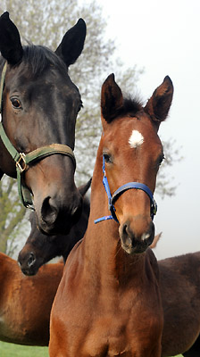 Elitestute Vicenza v. Showmaster mit ihrem Hengstfohlen von Exclusiv - Foto: Beate Langels - Trakehner Gestt Hmelschenburg