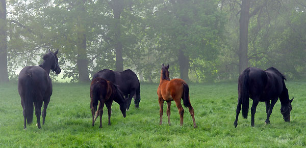 5. Mai 2011 - Foto: Beate Langels - Trakehner Gestt Hmelschenburg