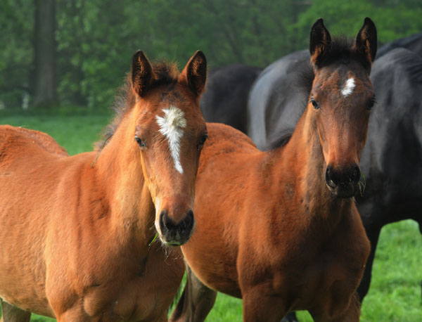 5. Mai 2011 - Foto: Beate Langels - Trakehner Gestt Hmelschenburg