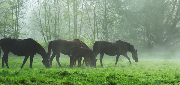 5. Mai 2011 - Foto: Beate Langels - Trakehner Gestt Hmelschenburg