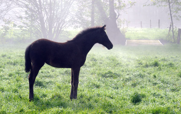 5. Mai 2011 - Foto: Beate Langels - Trakehner Gestt Hmelschenburg