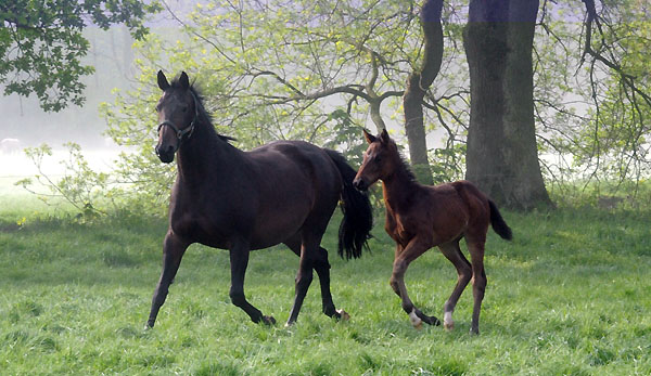 Beloved v. Kostolany - 5. Mai 2011 - Foto: Beate Langels - Trakehner Gestt Hmelschenburg