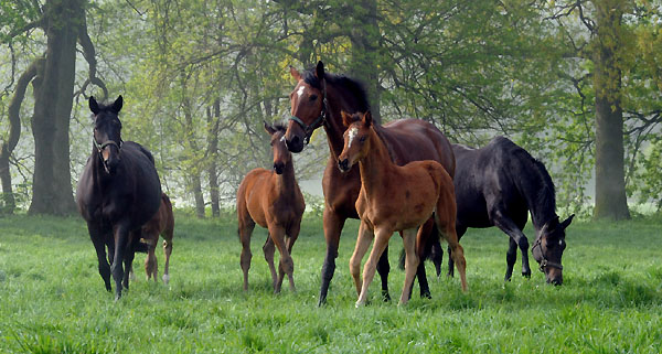 5. Mai 2011 - Foto: Beate Langels - Trakehner Gestt Hmelschenburg